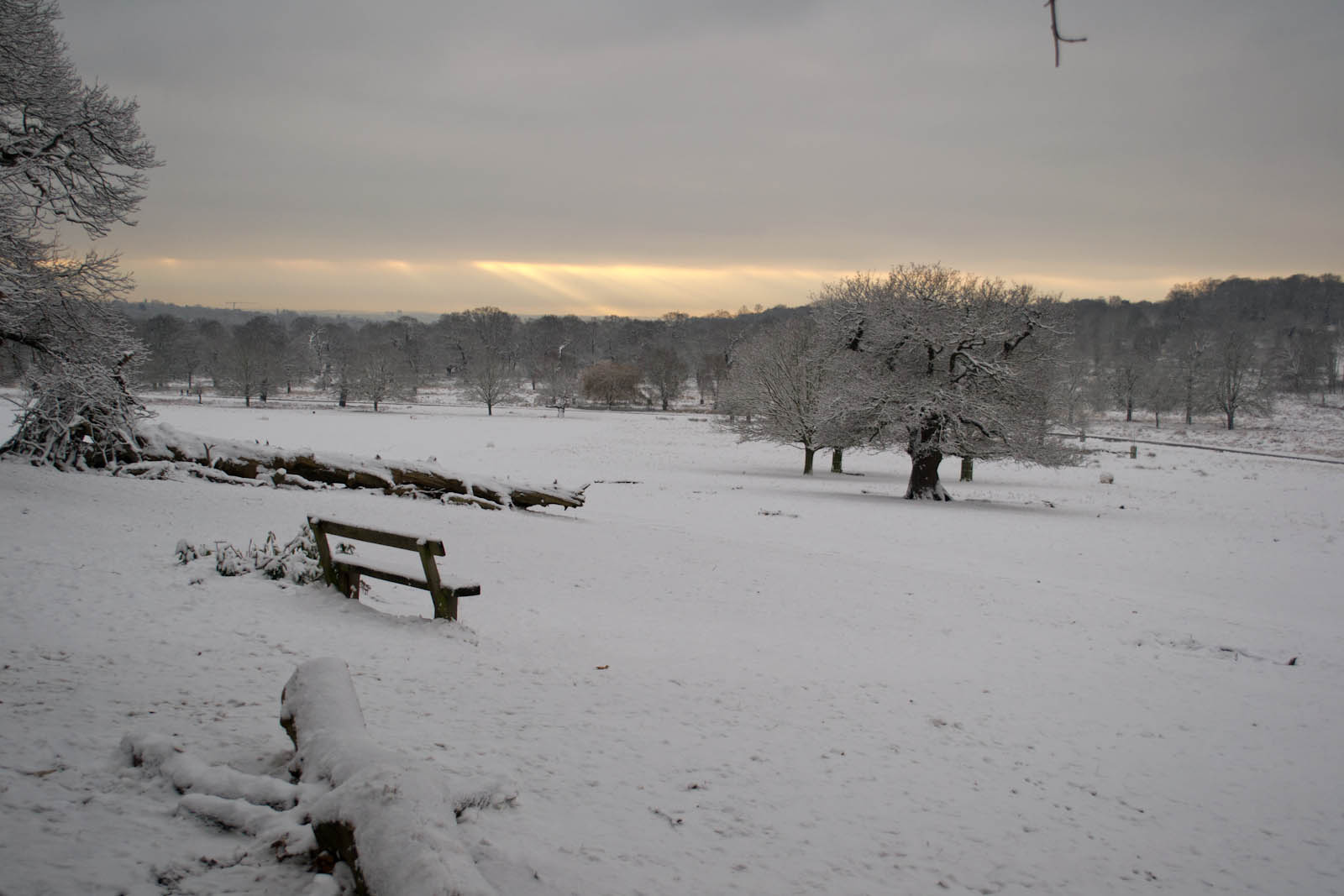 Havas Richmond park 20130121 224