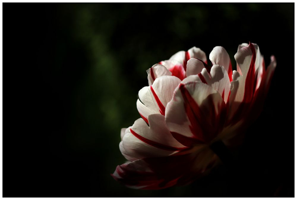 tulipán csoda :)
