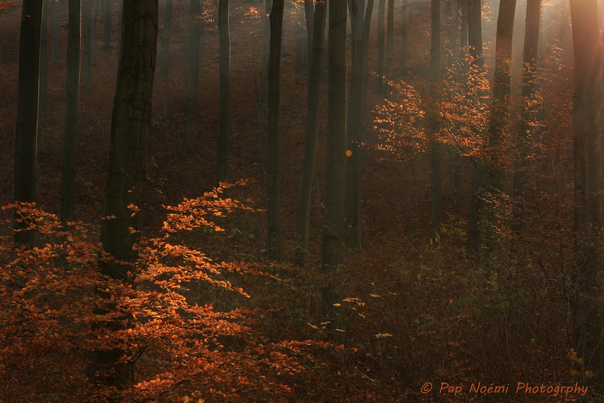 őszi erdő 4