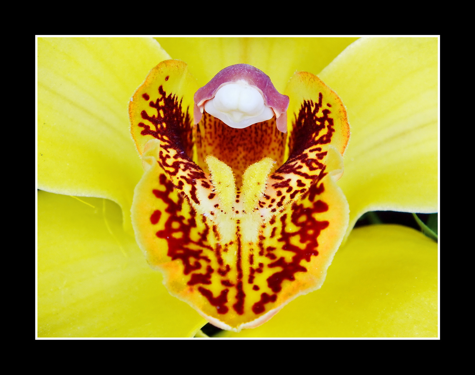 Orchidea mini
