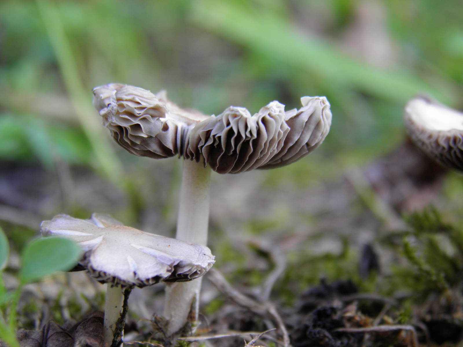 a gombák szépek :)