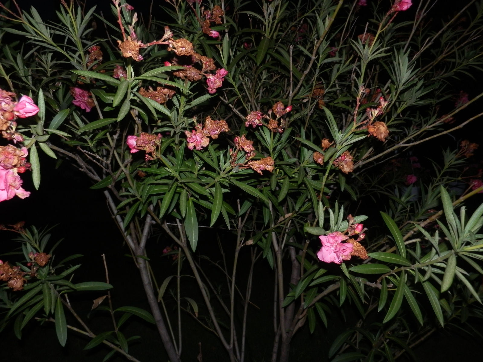 kerti-virágok este