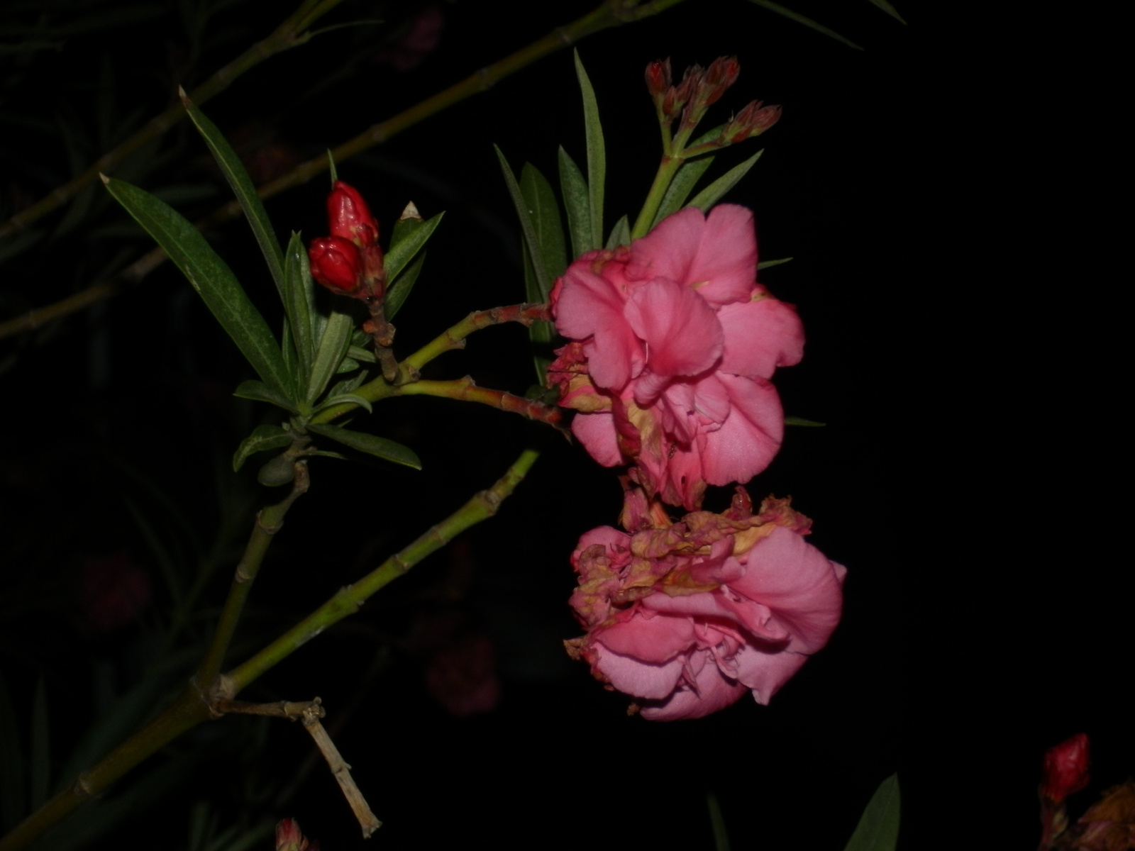 kerti-virágok este