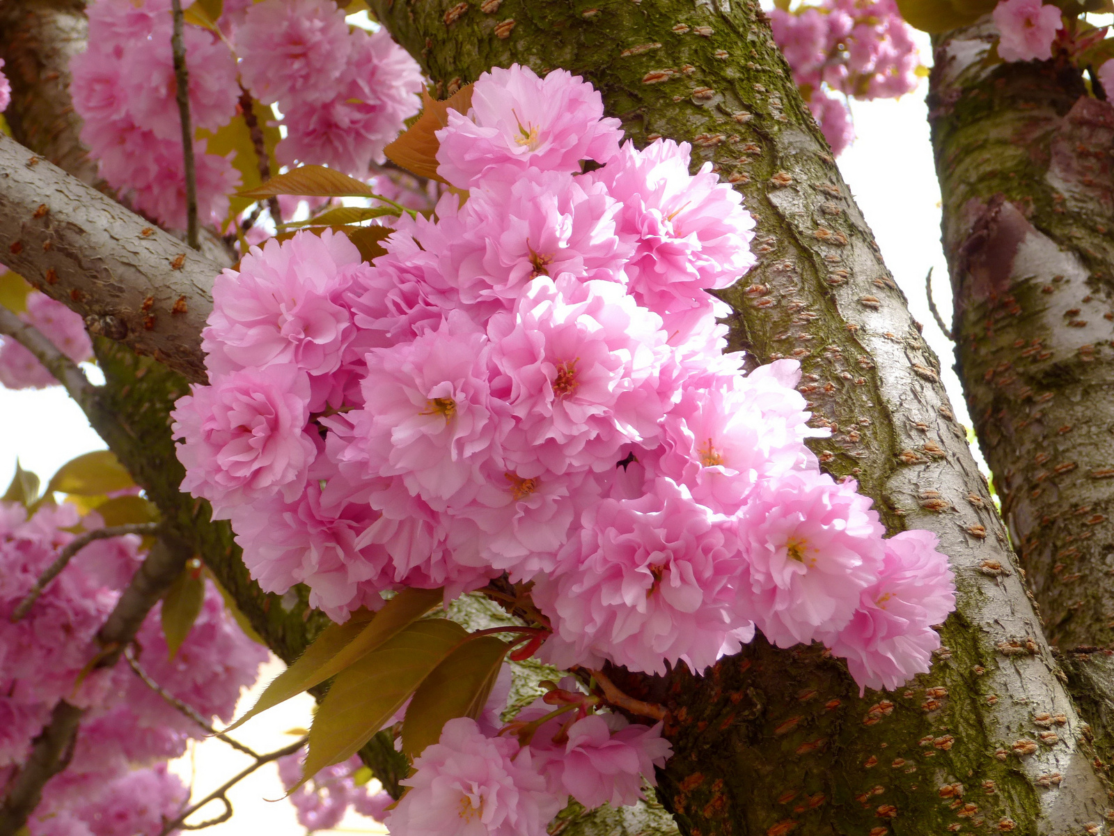 Cseresznyefa virágok