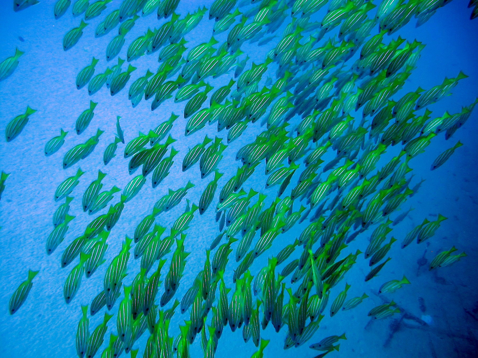 IMG 0733 Lutjanus kasmira , Bluestripe snapper