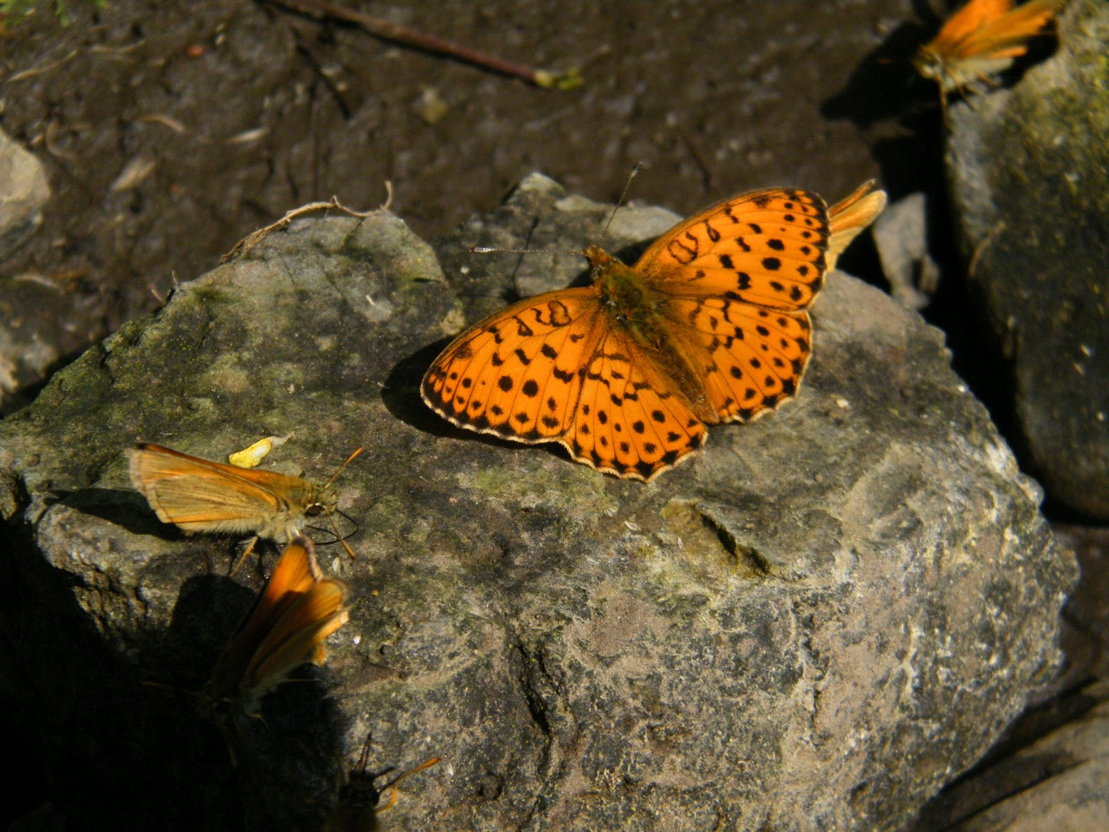 2012.06.03. Kerekfoltú gyöngyházlepke