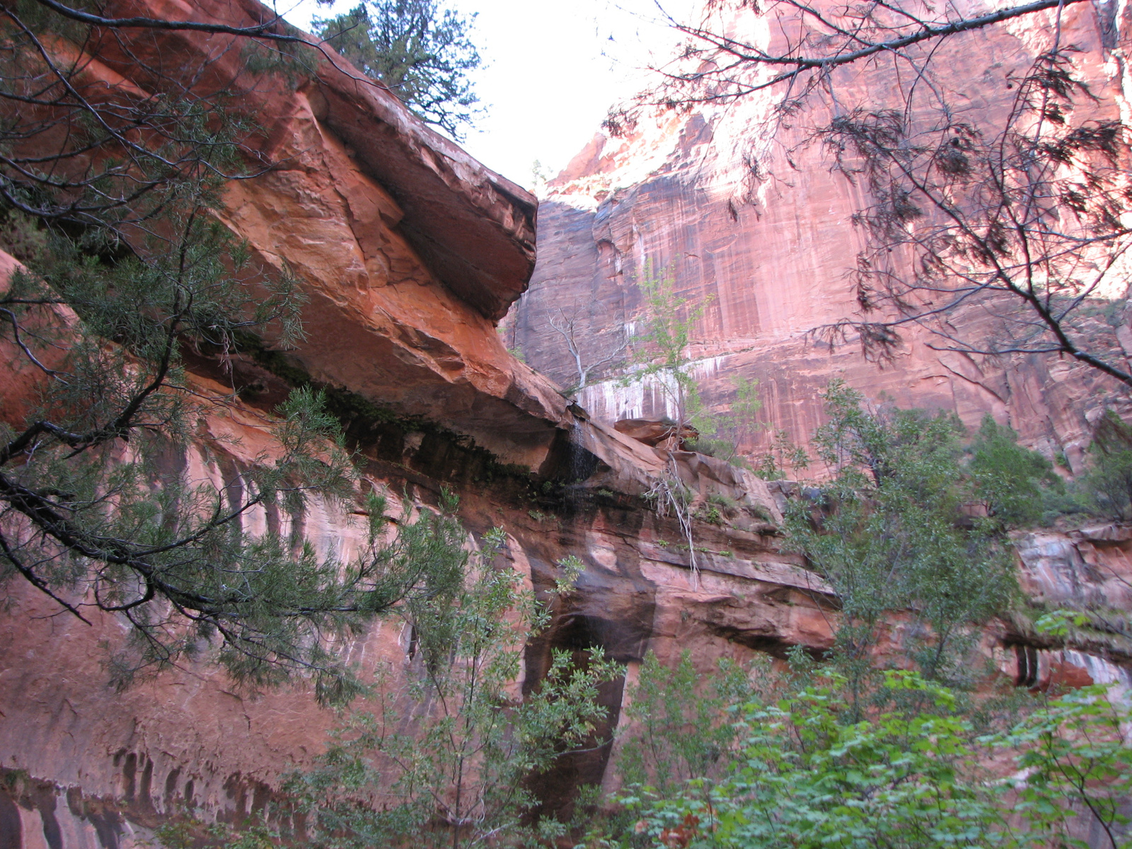 IMG 0975-Zion NP