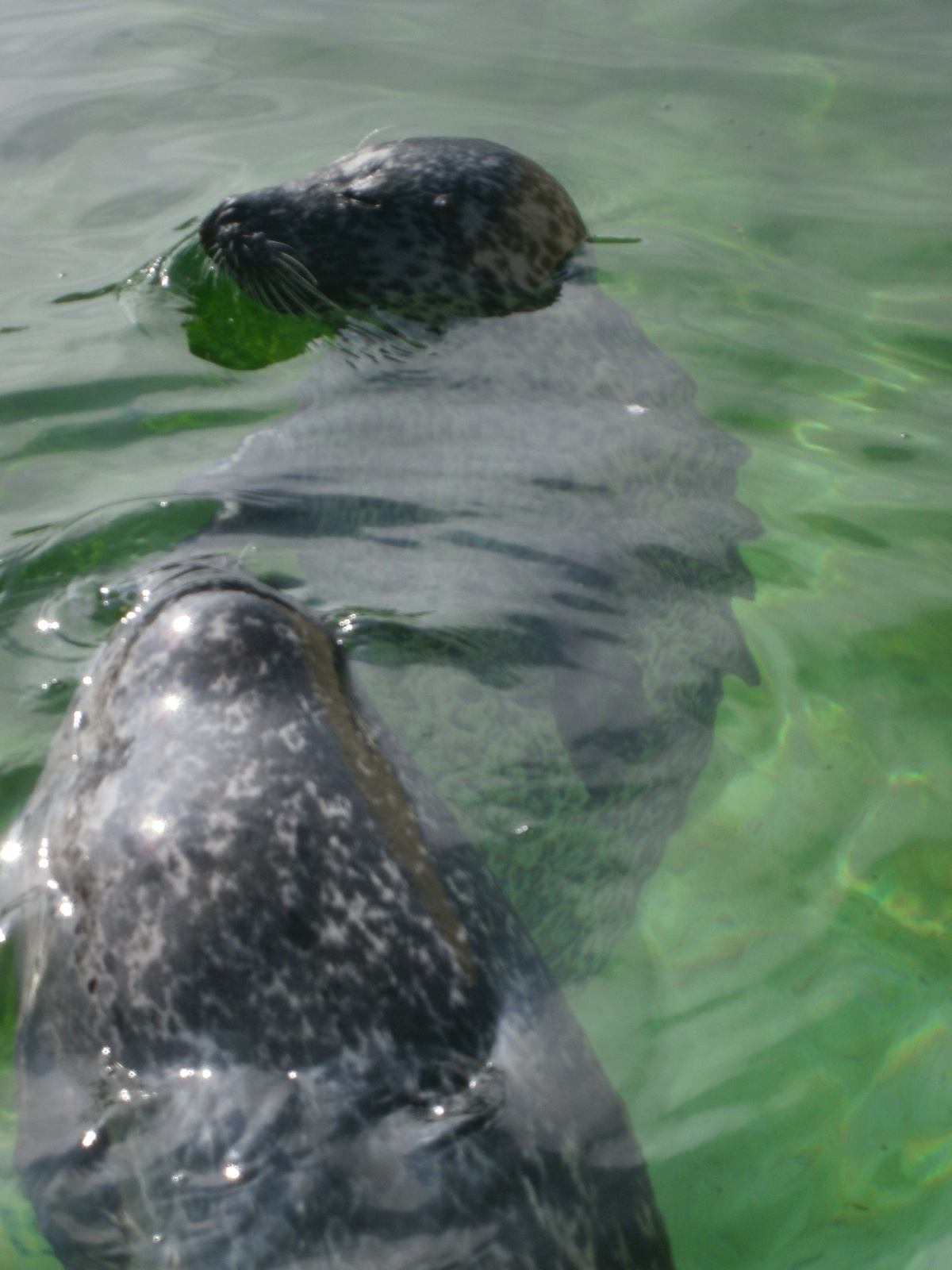 78 Day 6, Delta Expo, seals