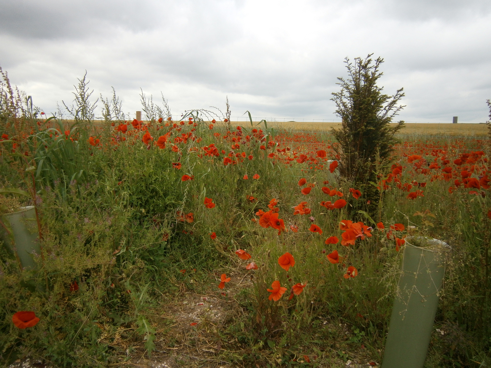 D5 field of poppy near Stonehenge