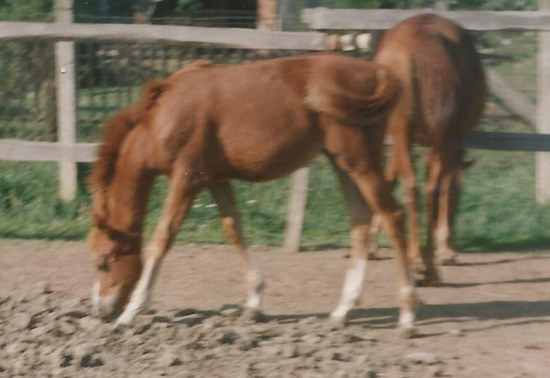 Siglavy Bagdady Medina (5 hónaposan)