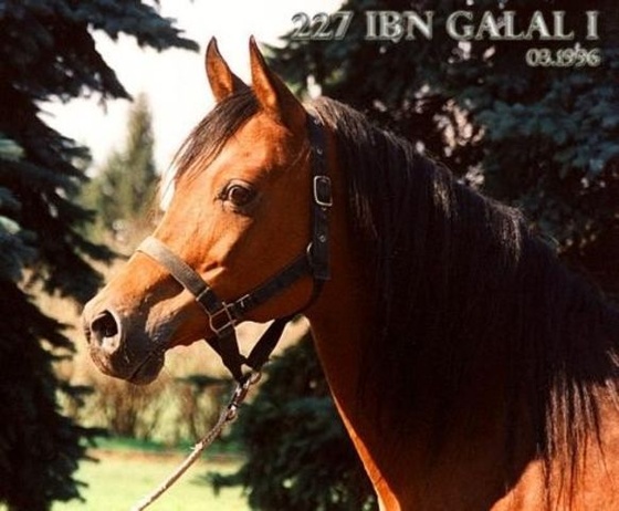 227 IBN GALAL I ox