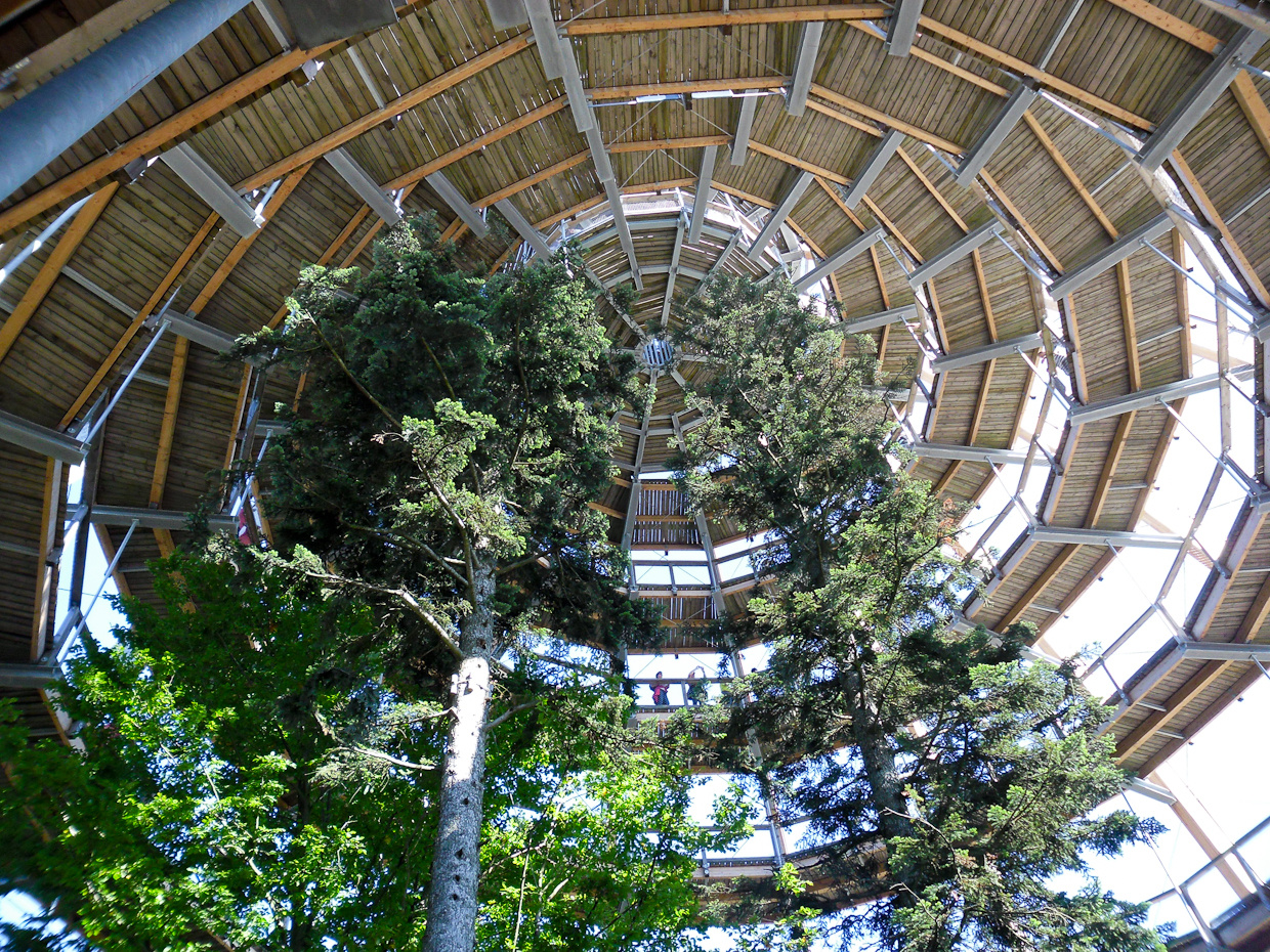 Bajor erdő - Tree top walking