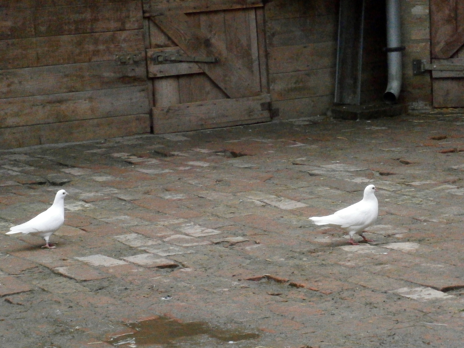 fehér galambok