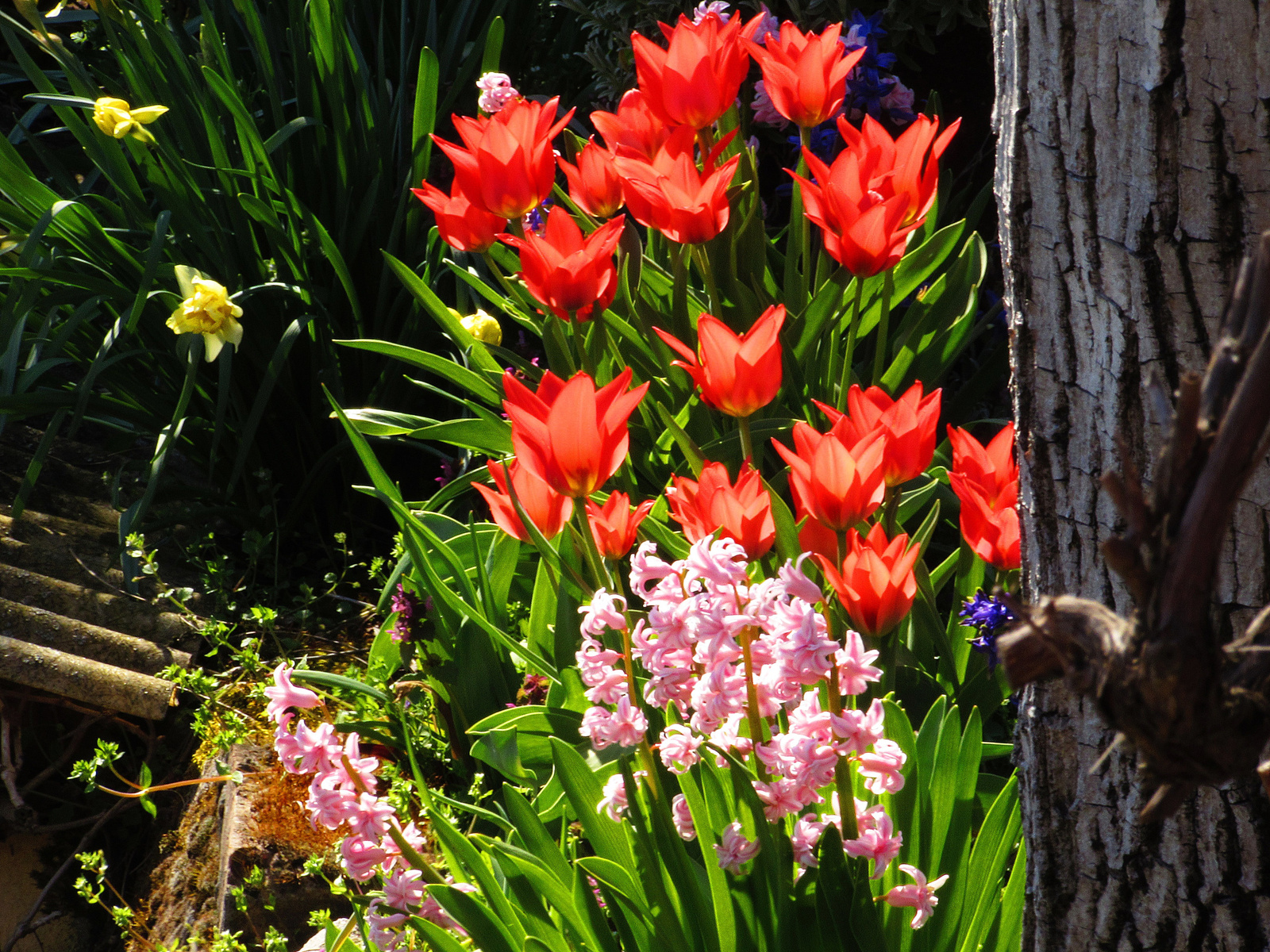 tulipánok között