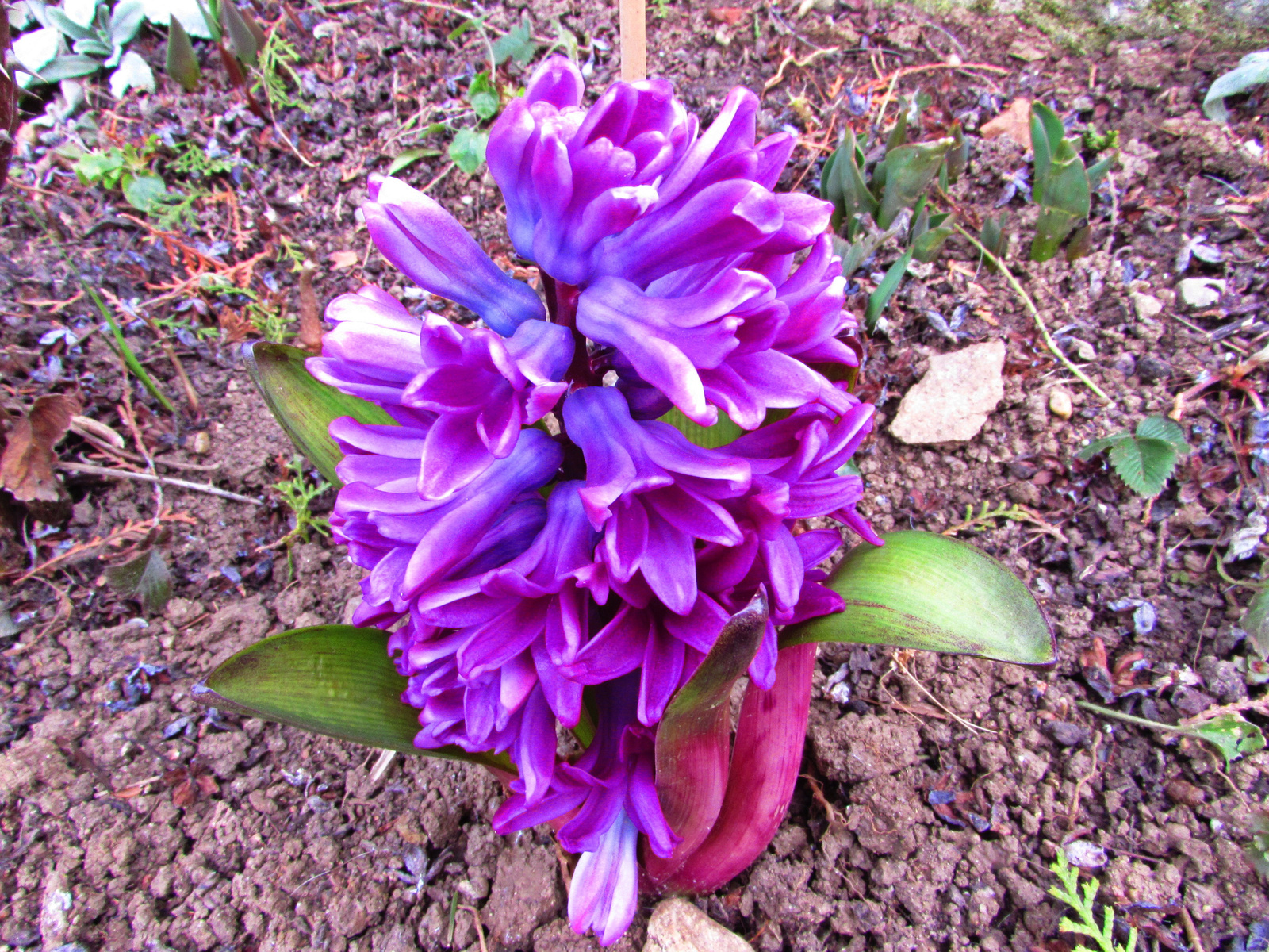 lila jácint