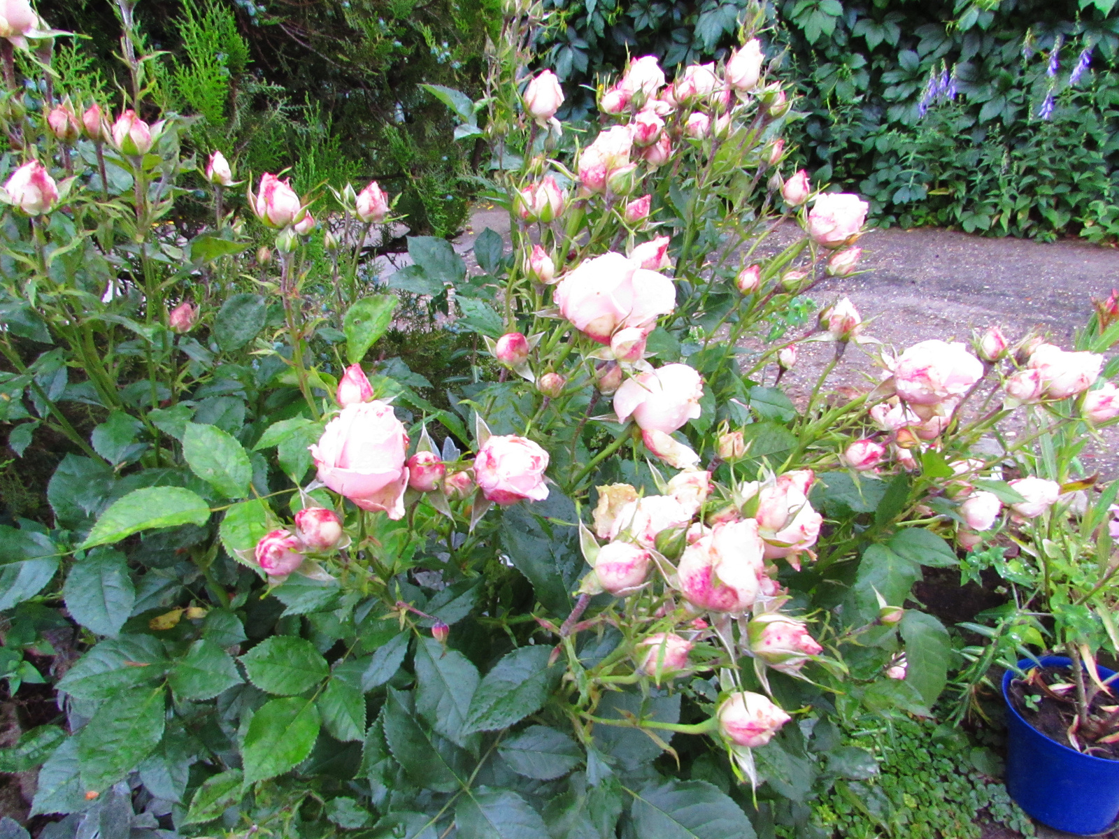 bimbós rózsa