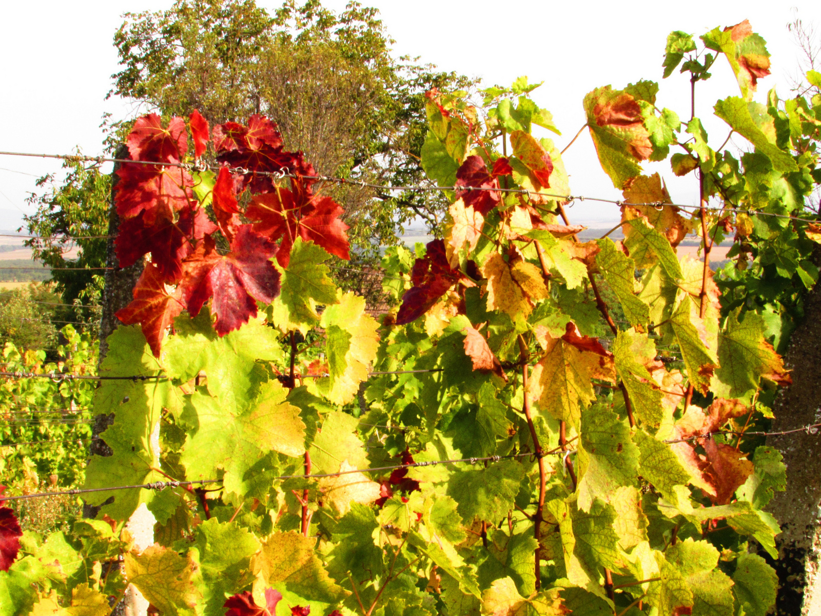 ősz a szőlőben
