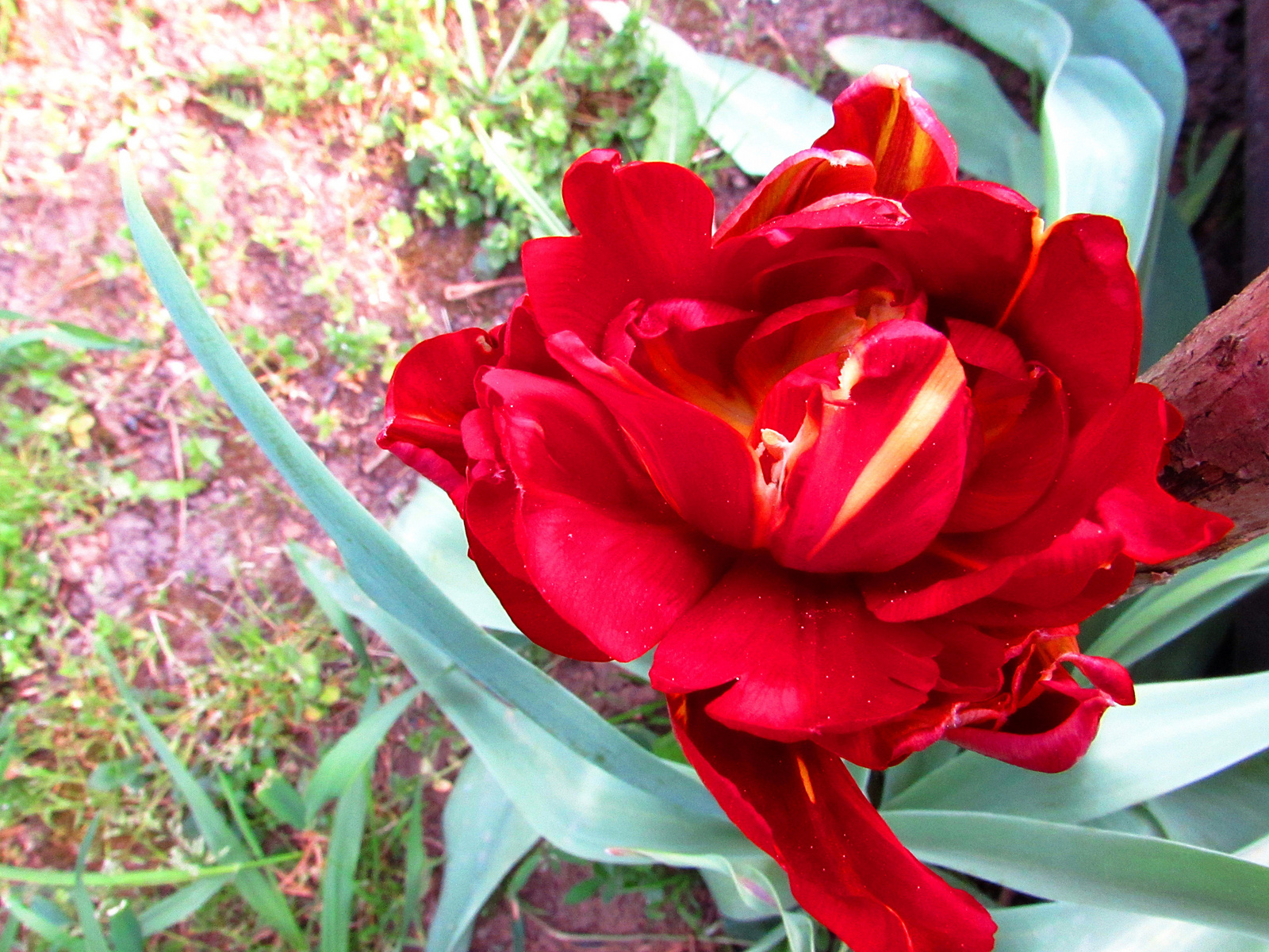 dupla tulipán