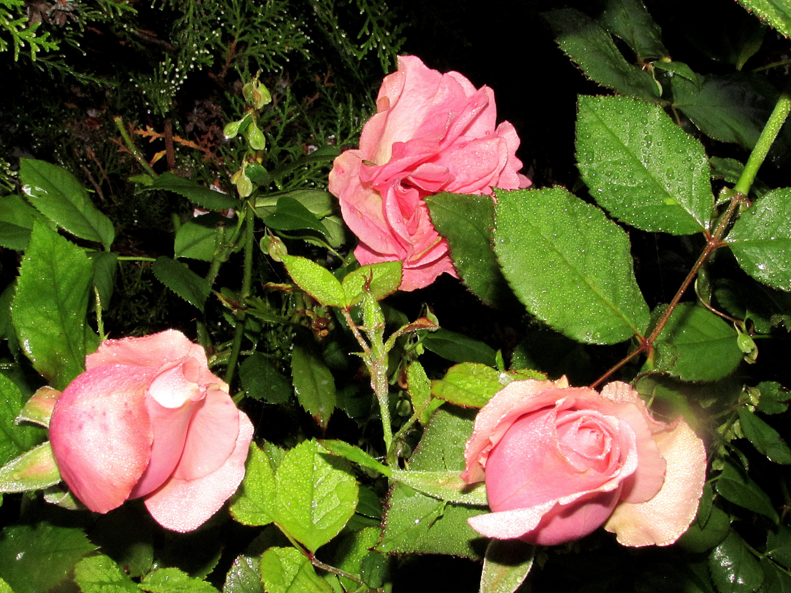 novemberi rózsák