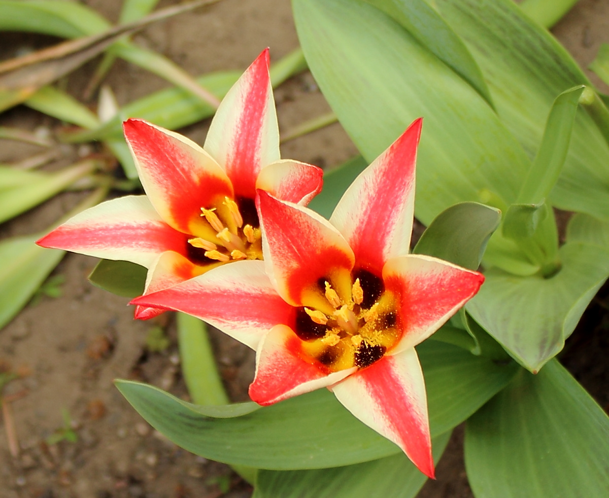 Szép tulipánok