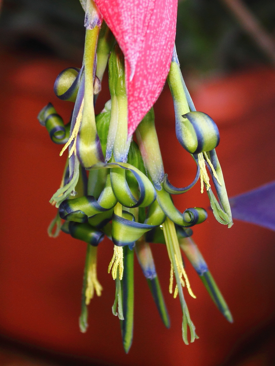 Billbergia virágja