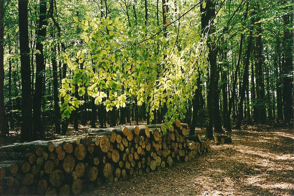 Göcseji erdő 2003