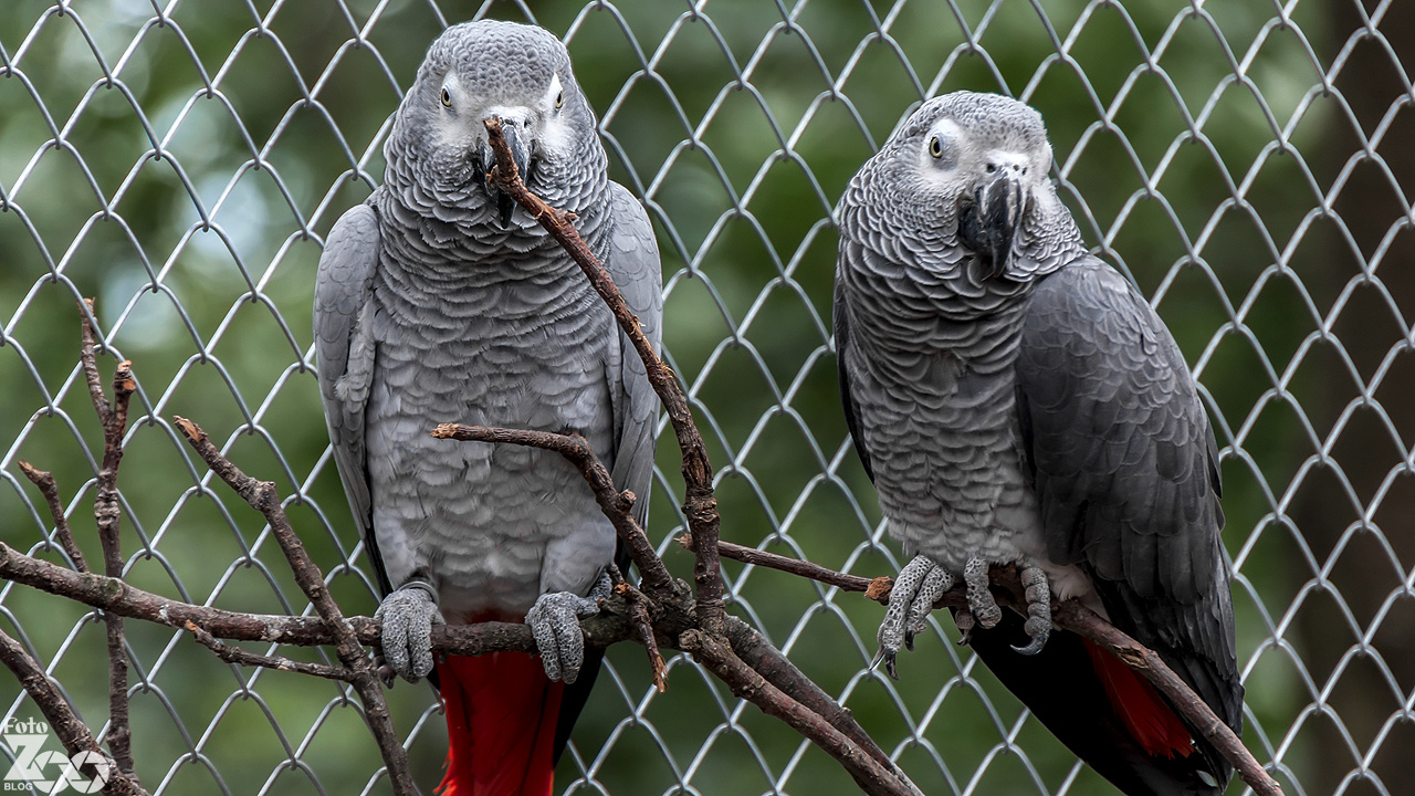 Papagájok - Nyíregyházi állatkert