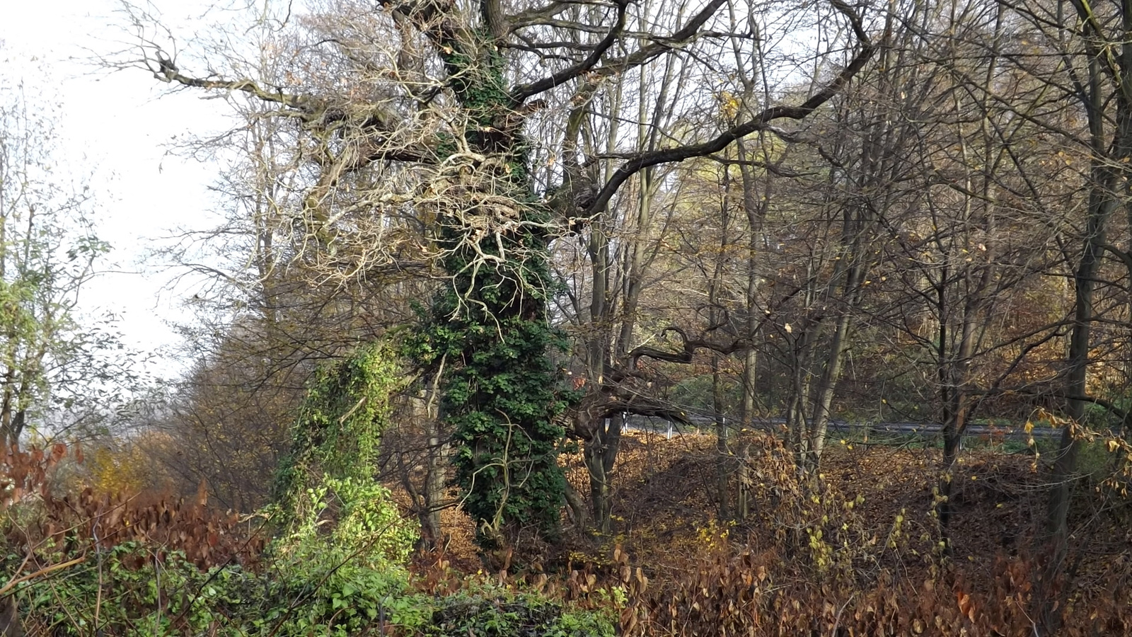 Öreg fa 'kúszó-mászókkal'