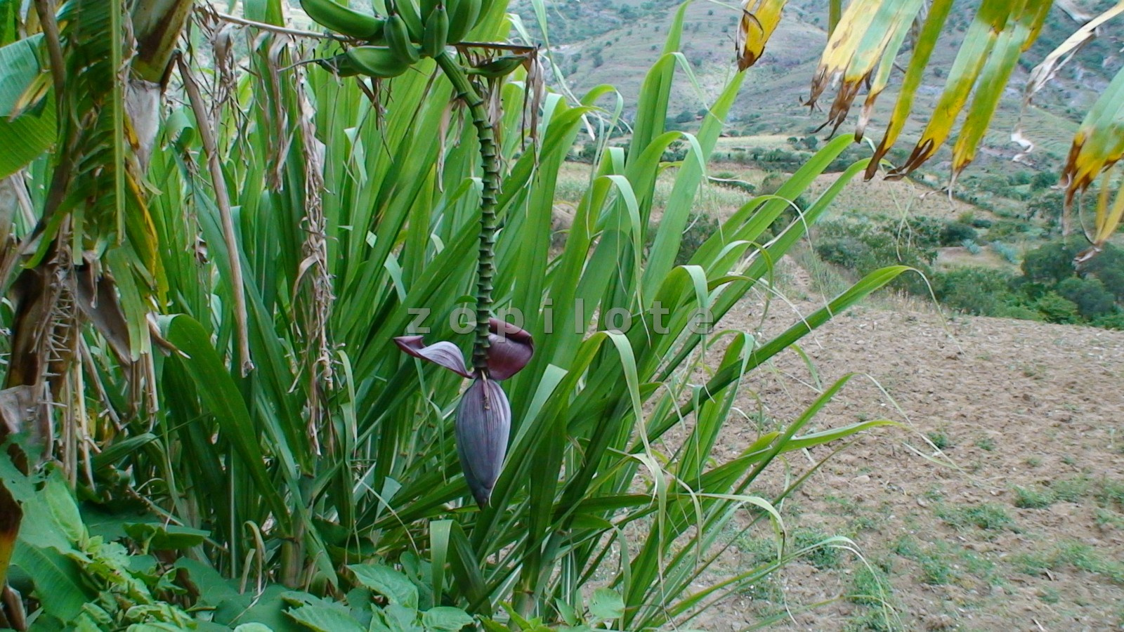 Mitla, Oaxaca-banan virag