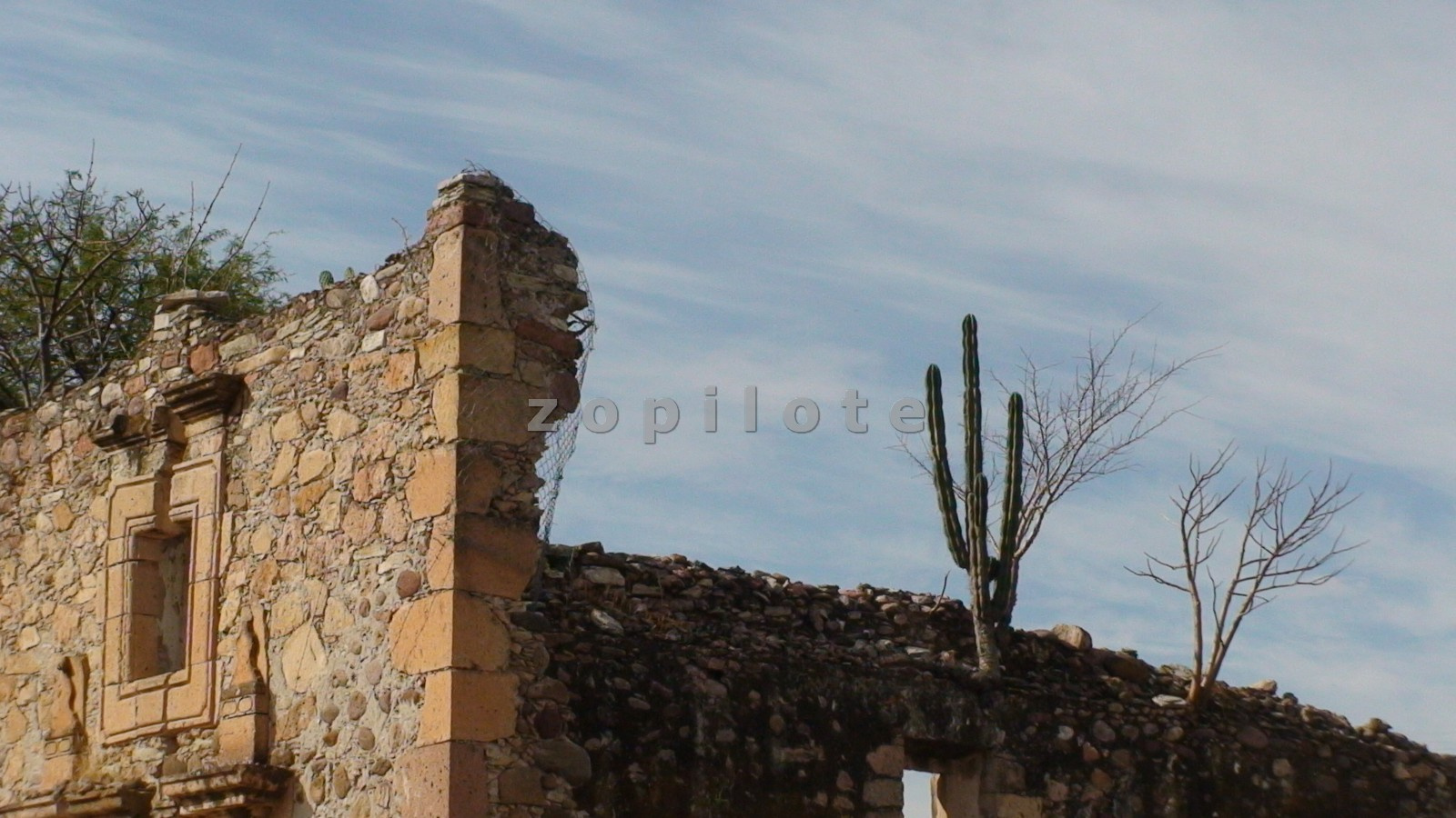 Apozol, Zacatecas-kaktusz