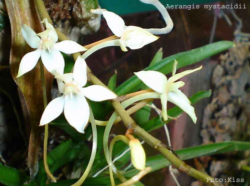 Aerangis mystacidii