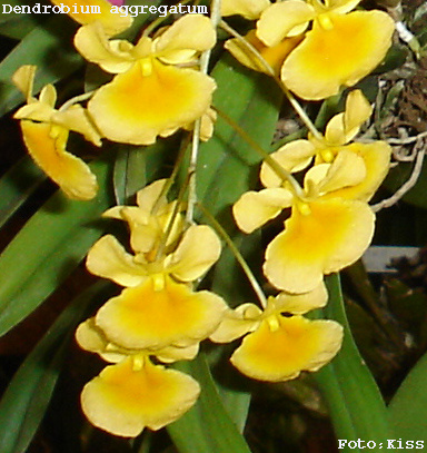 Dendrobium aggregatum