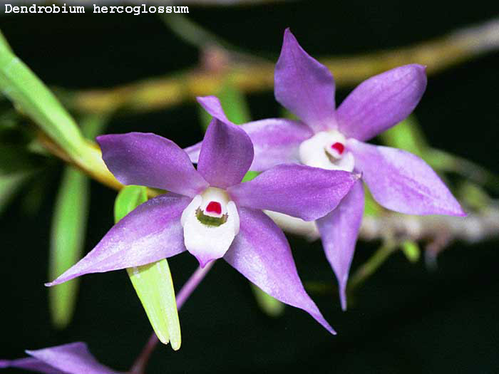 Dendrobium hercoglossum(polianei)