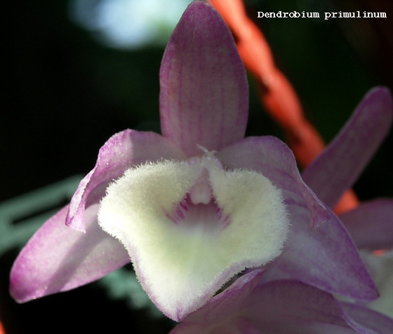 Dendrobium primulinum