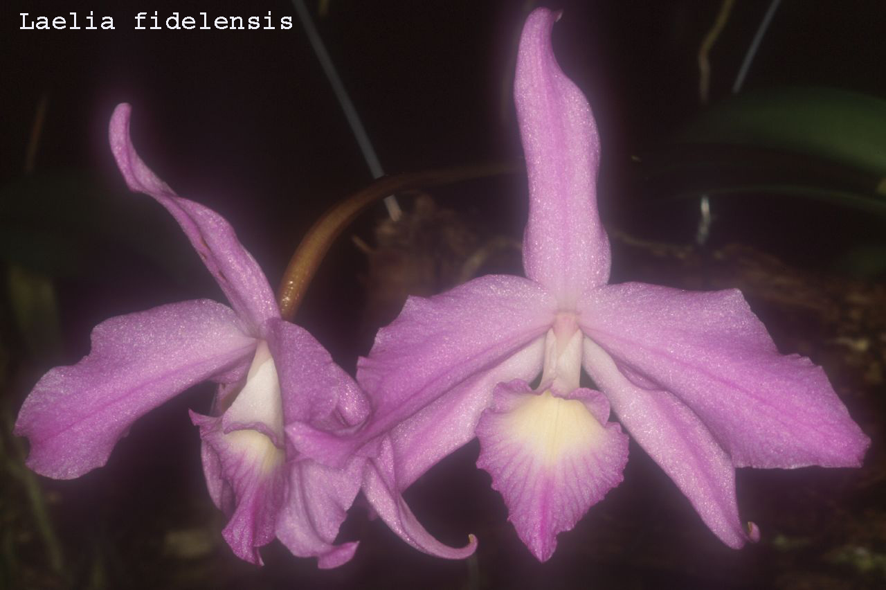 Laelia fidelensis