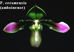 Paphiopedilum ceramensis(amboinense)