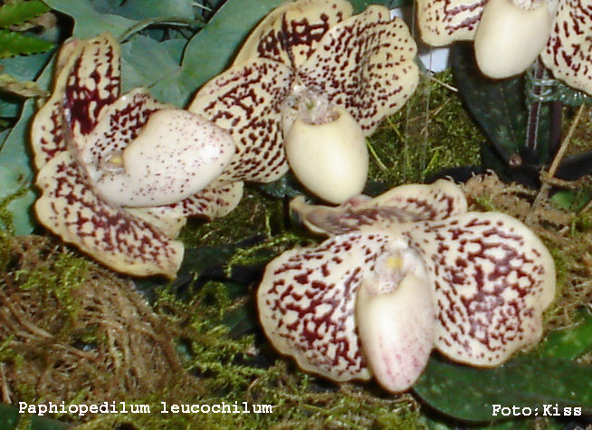 Paphiopedilum leucochilum