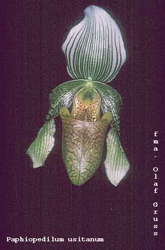 Paphiopedilum parnatanum (Olaf Gruss)