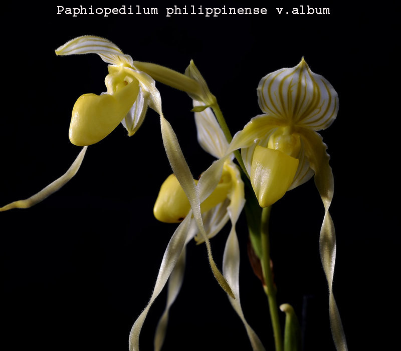 Paphiopedilum philippinense v.album
