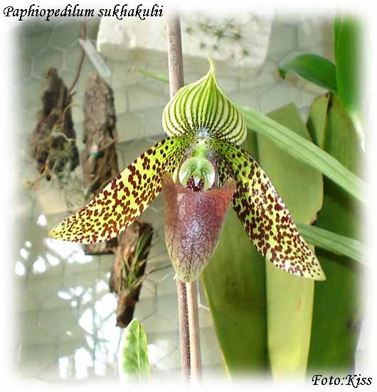 Paphiopedilum sukhakulii