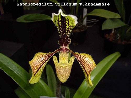 Paphiopedilum villosum v.annamense