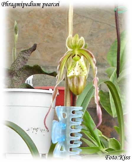 Phragmipedium pearcei