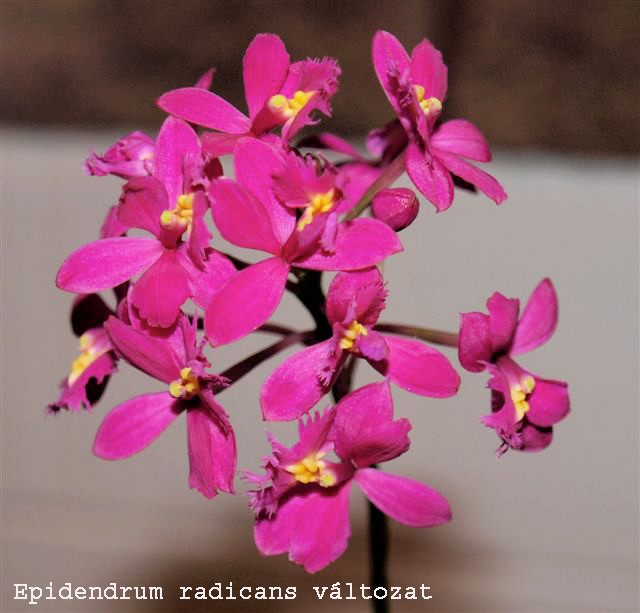 Epidendrum radicans változat