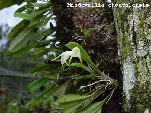 Masdevallia chontalensis