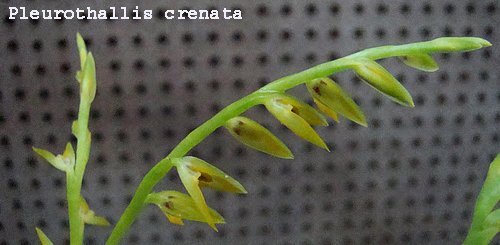 Pleurothallis crenata