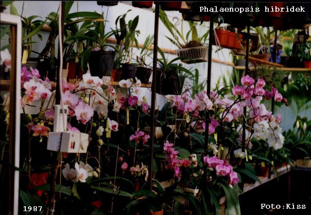 Phalaenopsis hibridek