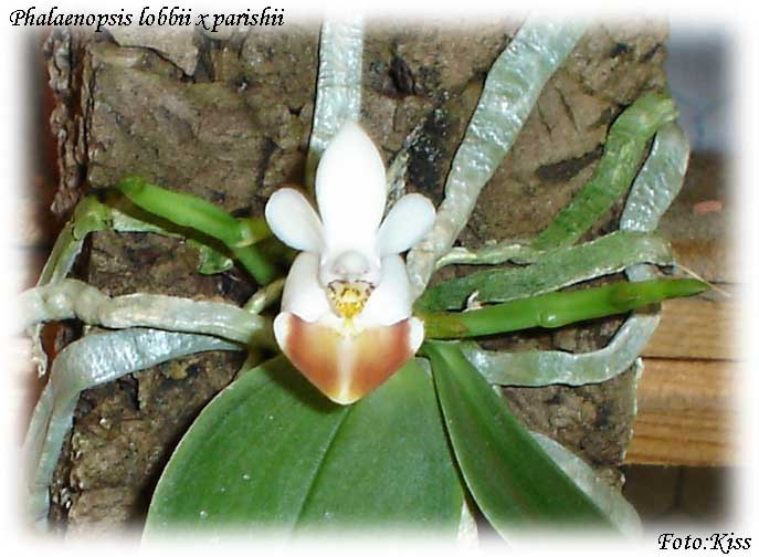 Phalaenopsis lobbi x parishii