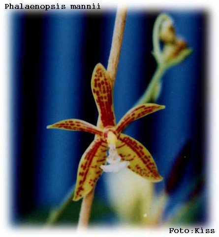 Phalaenopsis mannii 2