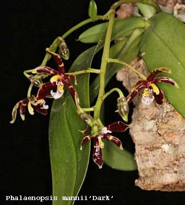 Phalaenopsis mannii'Dark'