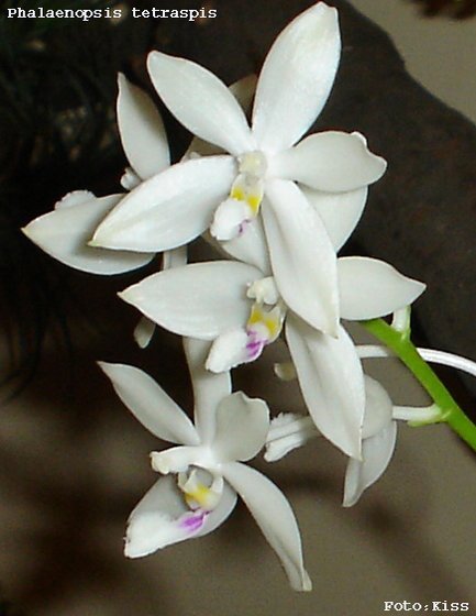 Phalaenopsis tetraspis